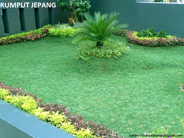 9 Jenis Rumput Taman untuk Pekarangan Rumah