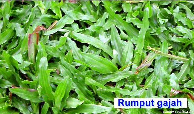 jenis rumput gajah lokal