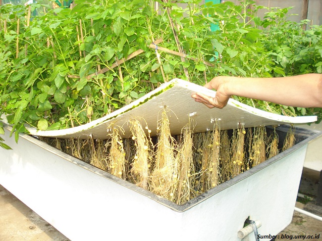 berkebun di lahan sempit