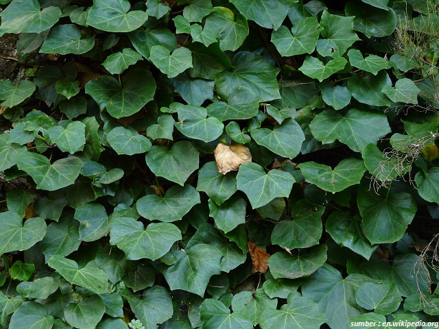 hedera