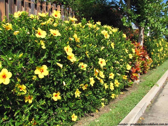 Alamanda