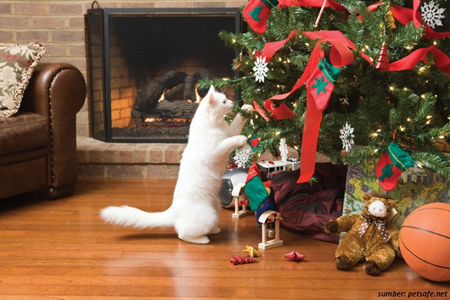 Pohon Natal Asli
