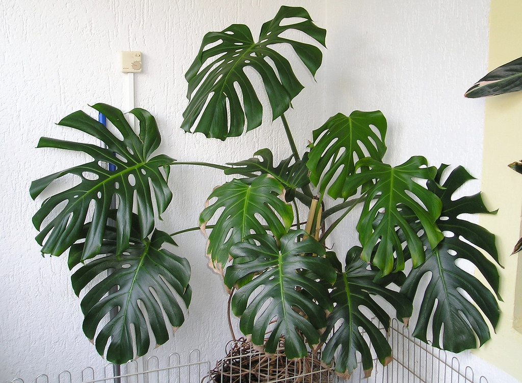 tanaman monstera