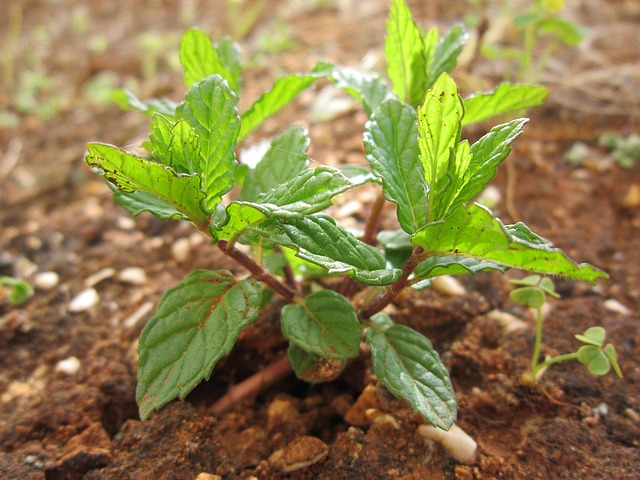 peppermint