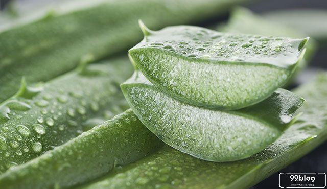 manfaat aloe vera