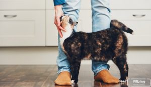 Hewan Peliharaan Tidak Nyaman di Rumah? Ini 7+ Cara Mengatasinya! Hewan Peliharaan Tidak Nyaman di Rumah? Ini 7+ Cara Mengatasinya!