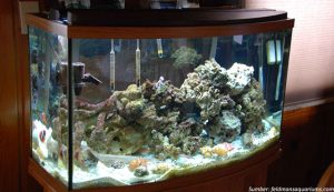 Mau Buat Aquarium Air Laut di Rumah? Pastikan 7 Hal Ini Sudah Terpenuhi!