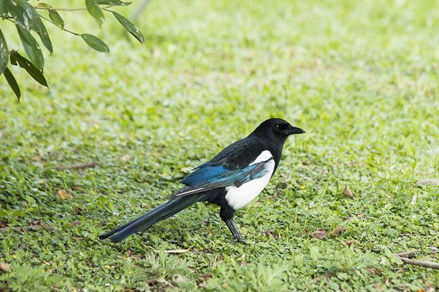 Panduan Lengkap Merawat Burung Kacer, Kenari, dan Murai