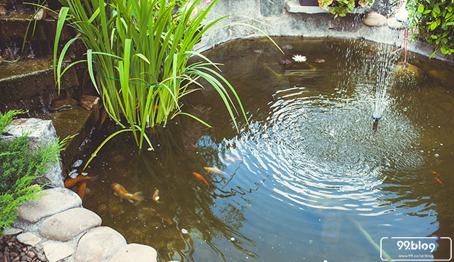 kolam ikan minimalis