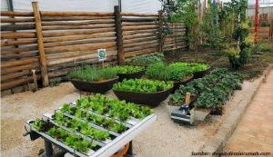 4 Cara Berkebun di Halaman Rumah yang Sempit, Coba Trik Ini!