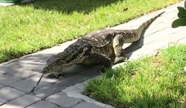 3 Cara Mengusir Biawak dari Rumah Tanpa Harus Dibunuh