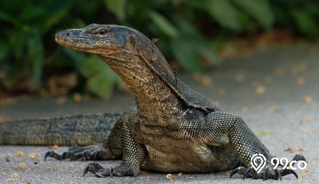 3 Cara Mengusir Biawak dari Rumah Tanpa Harus Dibunuh