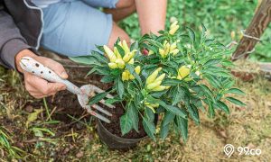 Cara Menanam Cabe di Rumah dengan Menggunakan Polybag. Mudah, kok!