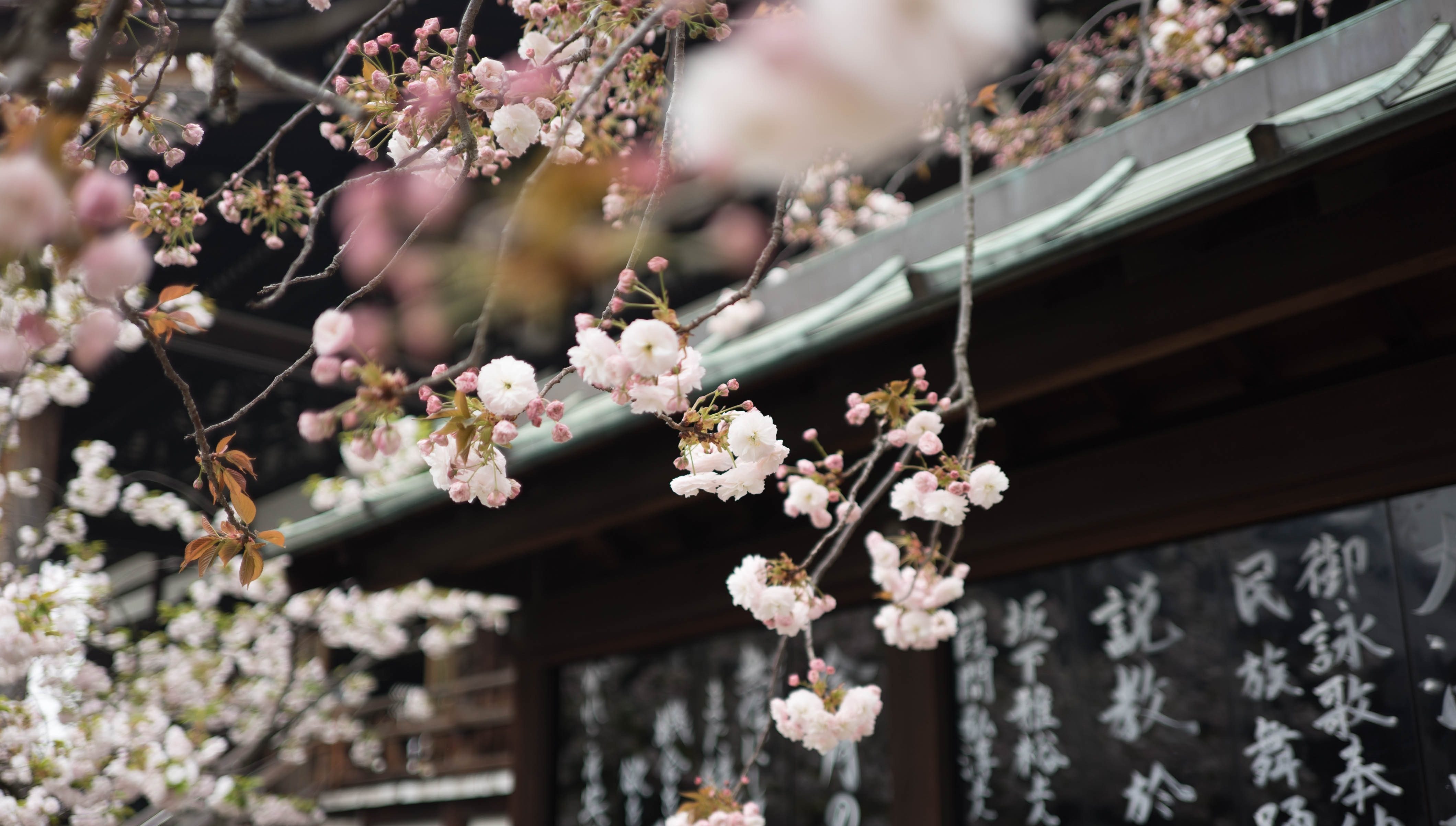 7 Tips Menarik Pasangan dengan Bunga Persik Sesuai Feng Shui Jodoh