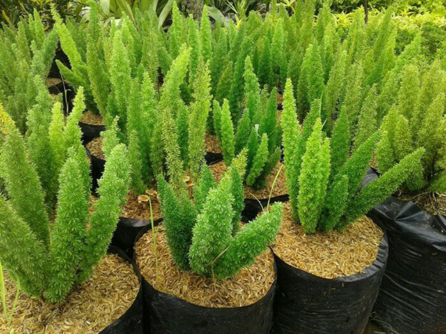 10 Jenis Tanaman Perdu Hias yang Cocok untuk Mempercantik Rumah. Suka yang Mana?