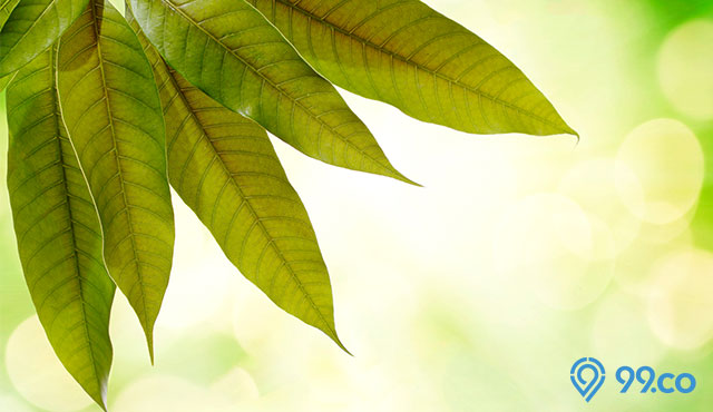 daun mangga