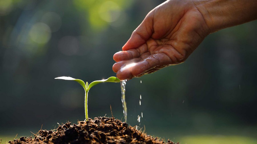 7 Tips Memilih Bibit Tanaman Unggul untuk Berkebun di Rumah