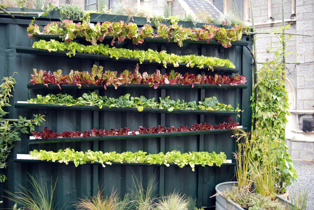 8 Desain Kebun Sayur di Pekarangan Rumah Tercantik yang Mudah Ditiru