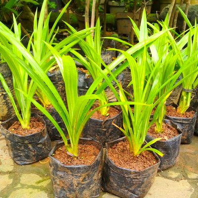 6 Cara Menanam Daun Pandan di Pot Agar Tumbuh Subur. Mudah Banget!