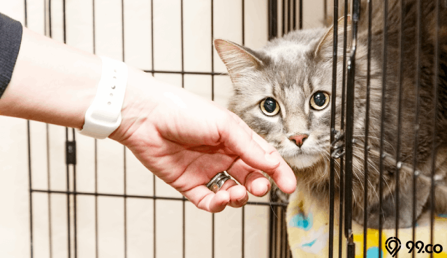 adopsi kucing di shelter
