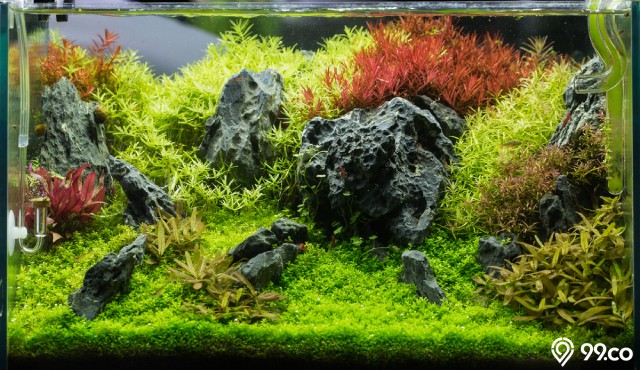 batu aquascape