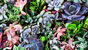 15 Jenis Sukulen Tercantik sebagai Dekorasi Ruangan. Favoritmu yang Mana?