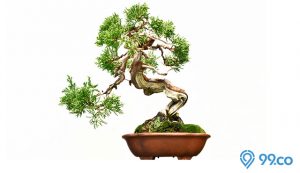 bonsai termahal di dunia
