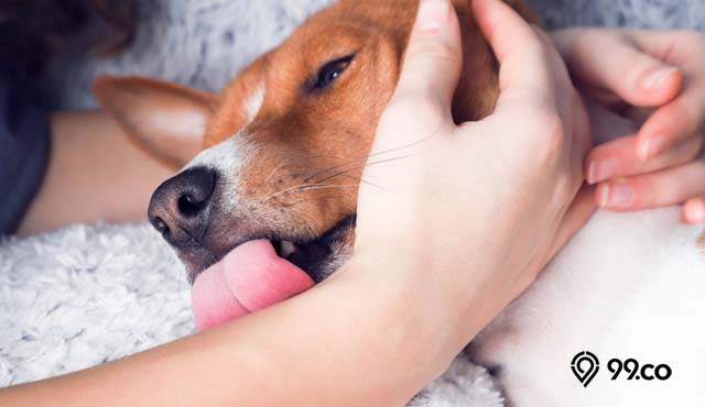 Cara Menghilangkan Najis Anjing sesuai Syariat Islam. Bisakah Menggunakan Sabun Saja?