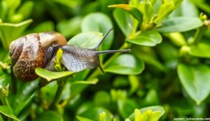 Cara Mengusir Siput dari Tanaman yang Ada di Kebun Rumah