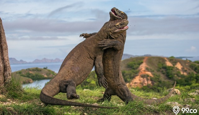 hewan reptil komodo