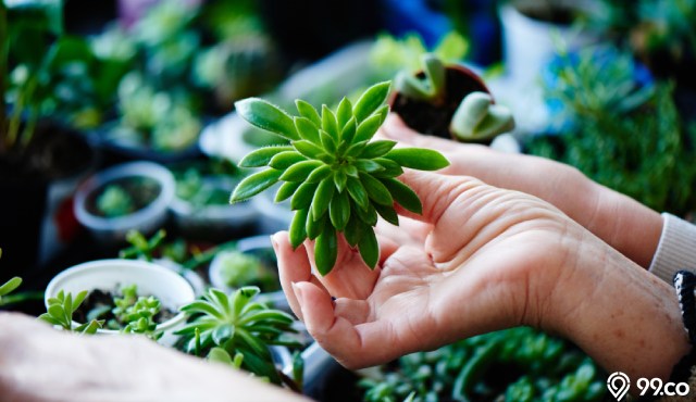 10 Ide Taman dalam Rumah dekat Dapur yang Minimalis dan Inspiratif