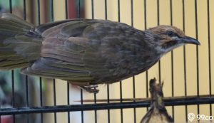 Burung Kicau cucak rowo