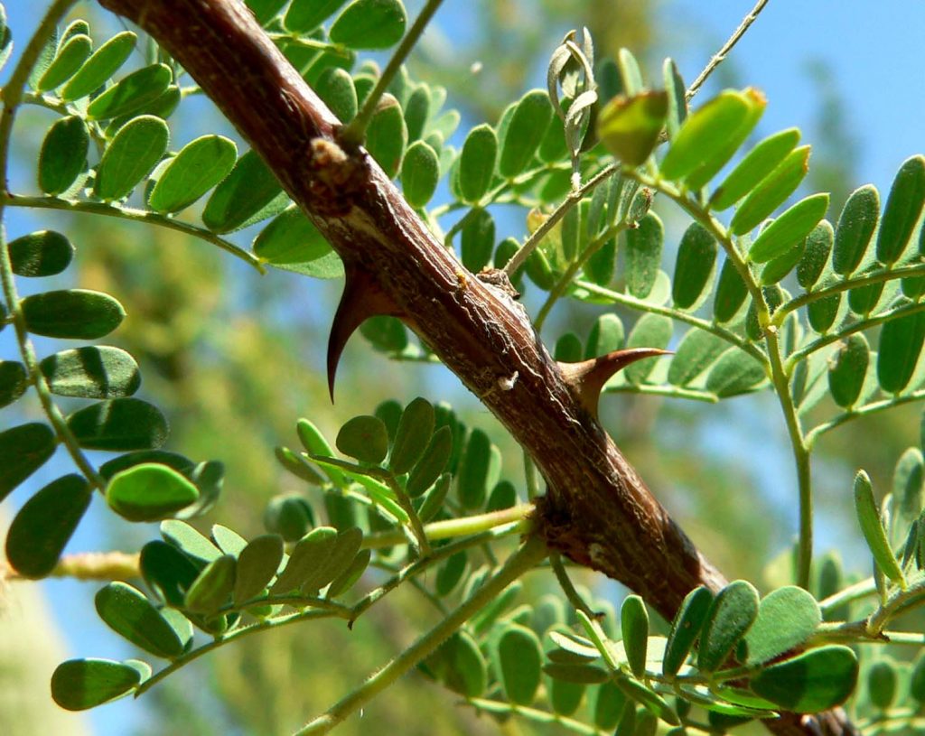 akasia