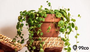10 Jenis Peperomia, Tanaman Hias dengan Daun Rupawan. Mudah Dirawat! 10 Jenis Peperomia, Tanaman Hias dengan Daun Rupawan. Mudah Dirawat!