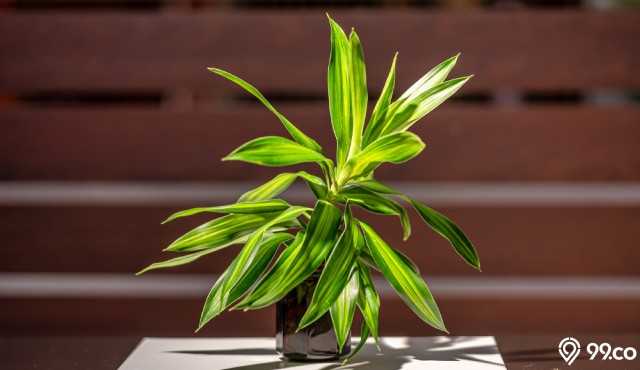 8 Jenis Dracaena, Tanaman Hias Cantik yang Bisa Halau Polutan Berbahaya