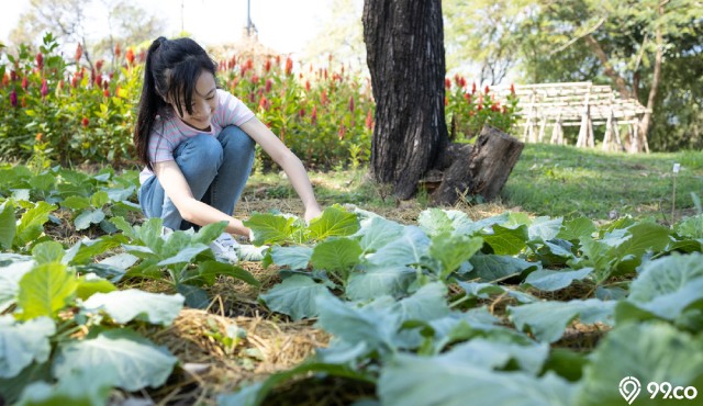15 Tanaman Sayur yang Bisa Ditanam di Rumah dengan Cepat dan Mudah