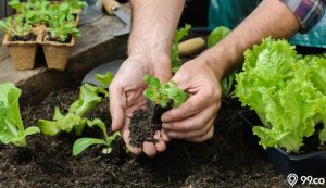 tips berkebun di rumah