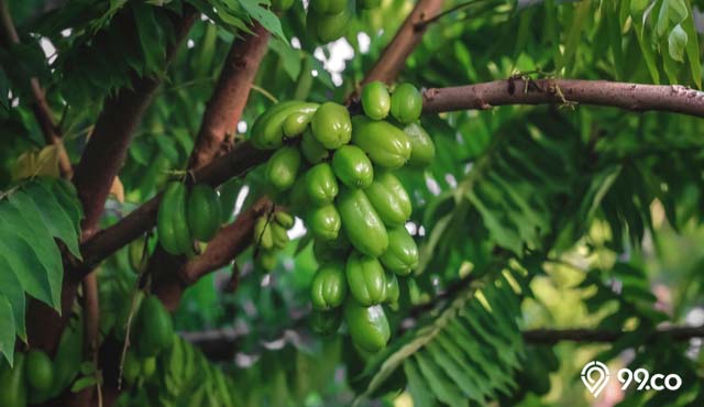 5 Langkah Cara Menanam Belimbing Wuluh dengan Teknik Cangkok di Pot. Cobain, yuk!