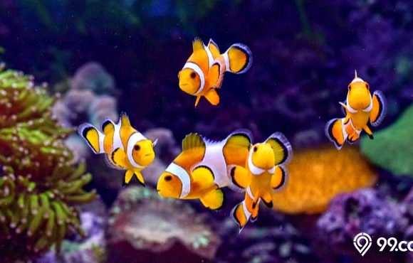 8 Cara Merawat Ikan Badut atau Nemo di Akuarium Rumah. Mudah dan Ga Ribet!