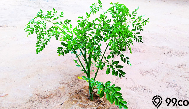 pohon kelor