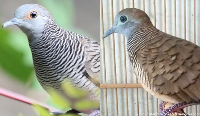 Inilah Ciri Burung Perkutut Lokal dan Bangkok Berdasarkan Fisiknya
