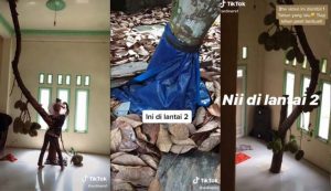 Viral di Tik-Tok, Ada Pohon di Dalam Rumah Pemuda Ini yang Tumbuh Hingga Atap! Viral di Tik-Tok, Ada Pohon di Dalam Rumah Pemuda Ini yang Tumbuh Hingga Atap!