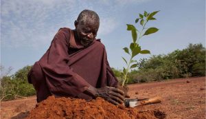 Yacouba Sawadogo dari afrika barat