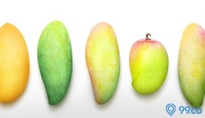 10 Jenis Mangga yang Manis dan Populer di Indonesia. Nomor Terakhir Unik Banget! 10 Jenis Mangga yang Manis dan Populer di Indonesia. Nomor Terakhir Unik Banget!