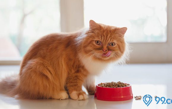 makanan kucing persia