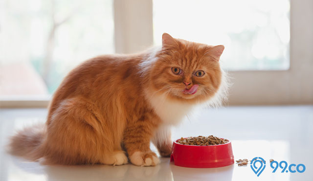 makanan kucing persia