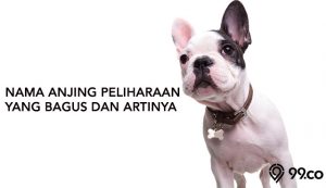 133 Nama Anjing Peliharaan Jantan dan Betina A-Z Terpopuler