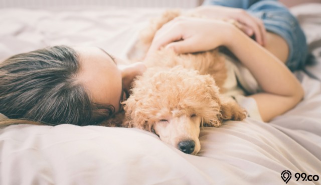 Ini 20 Arti Mimpi Anjing menurut Primbon Jawa dan Islam, Ternyata Tidak Selalu Buruk!