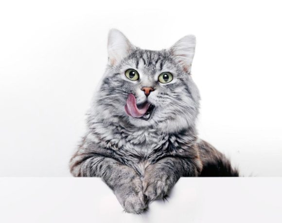 nama kucing jantan