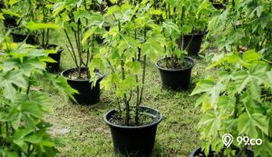 cara menanam pepaya di dalam pot